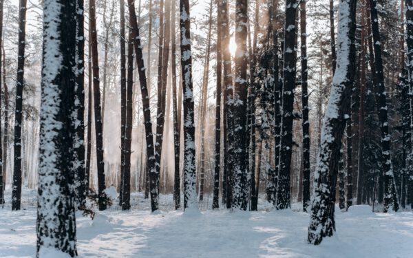 Featured image for the article "Hosting the Ultimate Post-New Year’s Eve Brunch: Ideas to Kick-Start 2024 with Style and Fun". showing Woods Covered With Snow